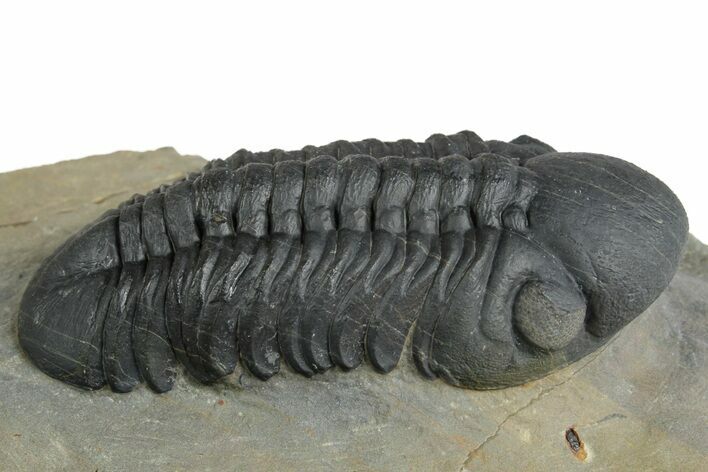 Detailed Reedops Trilobite - Atchana, Morocco #348412